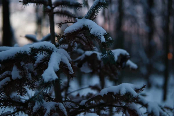 Tiro Árboles Cubiertos Nieve Invierno — Foto de Stock