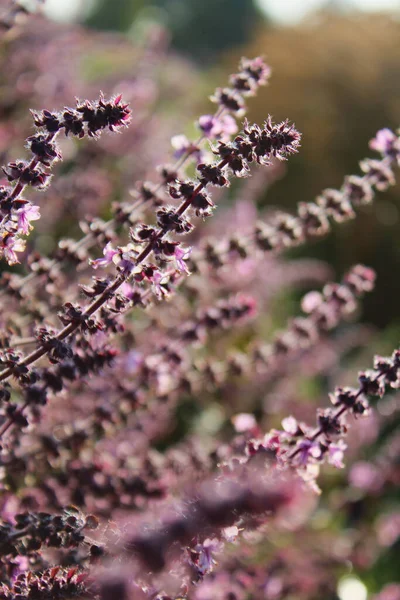 Eine Nahaufnahme Eines Salbeifeldes Mit Kurzen Blüten — Stockfoto