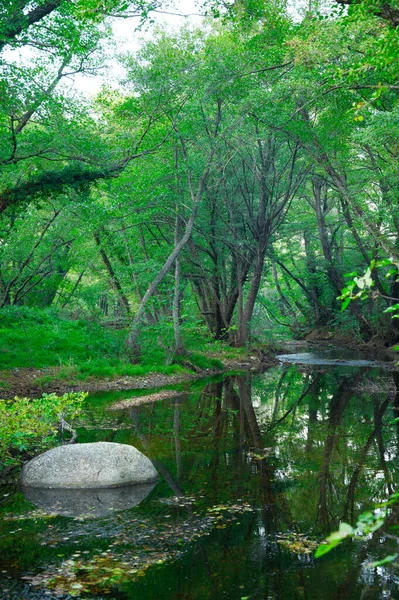 Grön Skog Och Flod Skogssjön Floden Rinner Bland Träden Vacker — Stockfoto