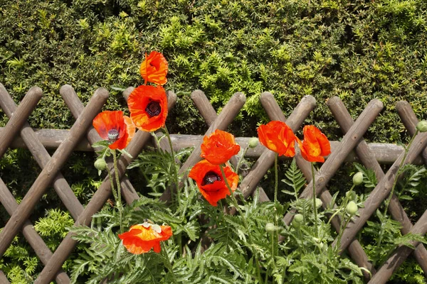 Beautiful Red Poppies Growing Decorative Wooden Garden Fence — Stock Photo, Image