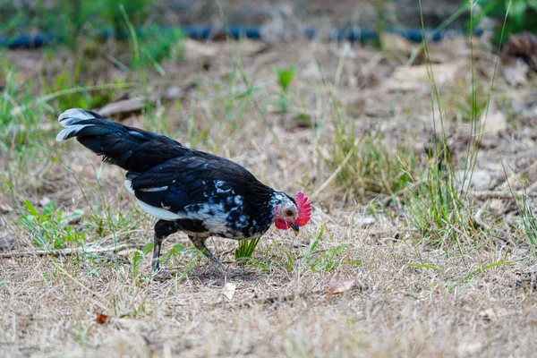 Primer Plano Una Linda Polla Caminando Campo — Foto de Stock