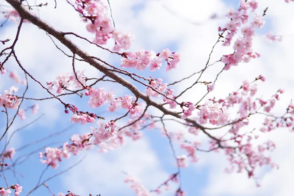 青空を背景にピンクの木の花の素敵なショット — ストック写真