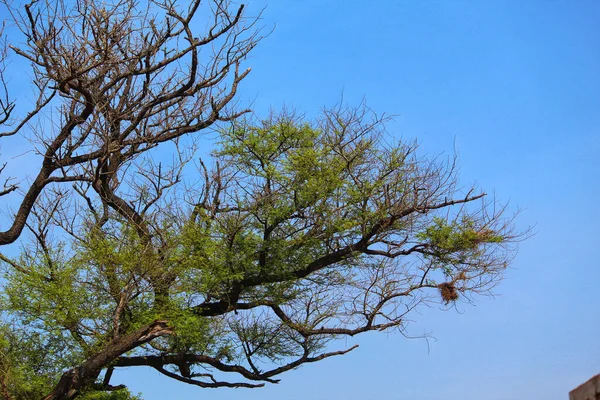 Ein Baum Wald Vor Blauem Himmel — Stockfoto