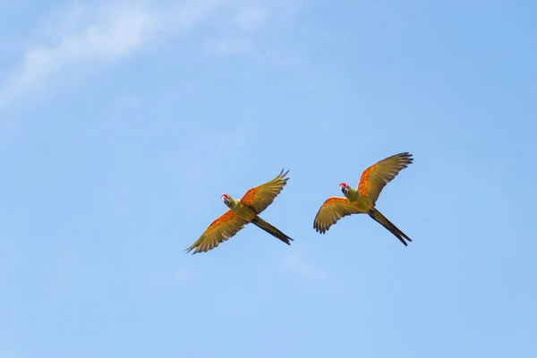 Tiro Ángulo Bajo Loros Periquitos Volando Con Cielo Nublado Fondo — Foto de Stock