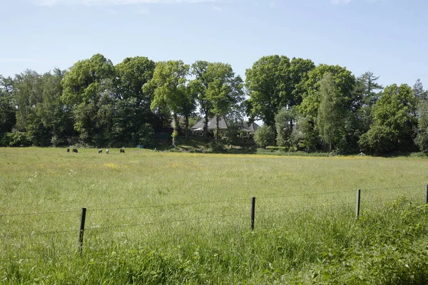 Eine Schöne Grüne Wiese Mit Alten Hölzernen Zaunpfählen Einem Sonnigen — Stockfoto