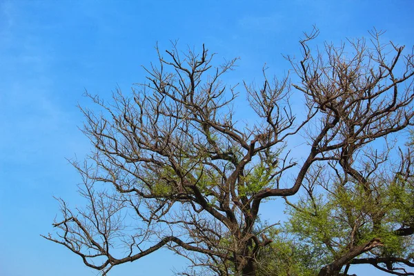 Árbol Bosque Contra Cielo Azul Claro — Foto de Stock