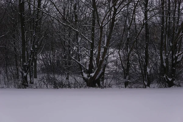 Bild Trädstammar Snö — Stockfoto