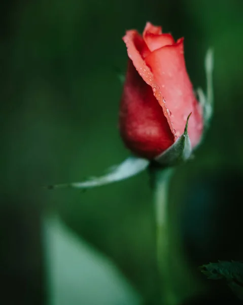 Plano Vertical Una Rosa Roja Con Gotas Lluvia Jardín Con — Foto de Stock