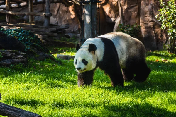 一只熊猫在公园里徘徊 — 图库照片