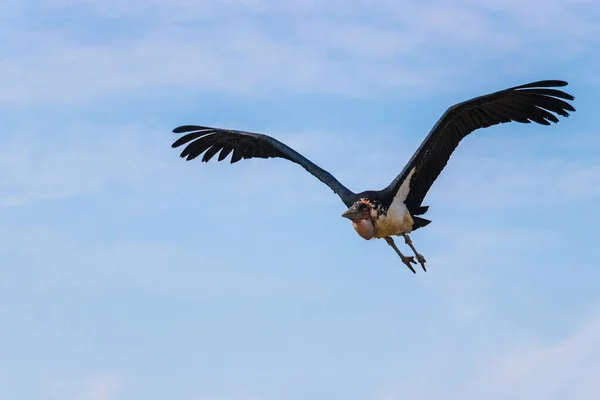 Águila Calva Volando Cielo Azul Claro — Foto de Stock