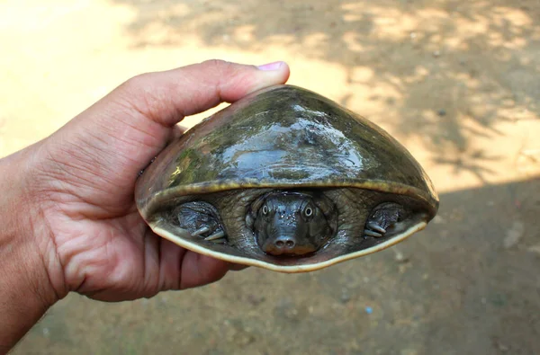 Eine Männliche Hand Mit Einer Fernöstlichen Schildkröte Vor Verschwommenem Hintergrund — Stockfoto