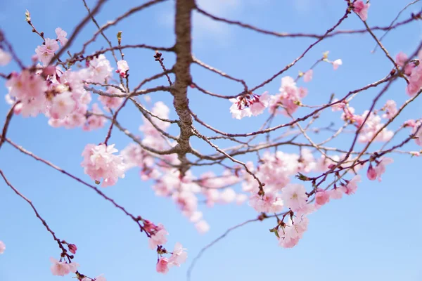 Bel Colpo Fiori Albero Rosa Sfondo Cielo Blu — Foto Stock