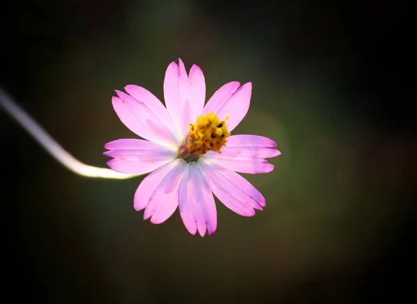 Selektiv Fokusbild Vacker Rosa Kosmos Blomma — Stockfoto