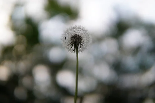 Selective Focus Dandelion — Stock Photo, Image