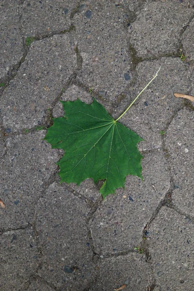 Ein Schuss Eines Grünen Blattes Auf Dem Boden — Stockfoto