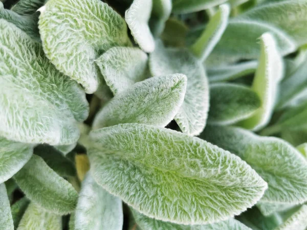 Penutup Daun Tanaman Domba Telinga Stachys Byzantina Bawah Sinar Matahari — Stok Foto