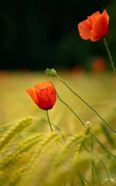 Vertical Closeup Shot Poppy Flowers Barley Field — Stock Photo, Image