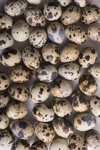 Uma Vista Vertical Superior Ovos Codorna Frescos Espalhados — Fotografia de Stock