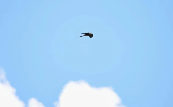 Sıradan Bir Kerkenez Falco Tinnunculus Mavi Gökyüzünde Beyaz Bulutlarla Uçuyor — Stok fotoğraf