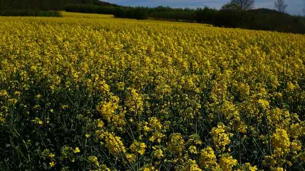 Plan Jolies Fleurs Jaunes Dans Champ — Photo