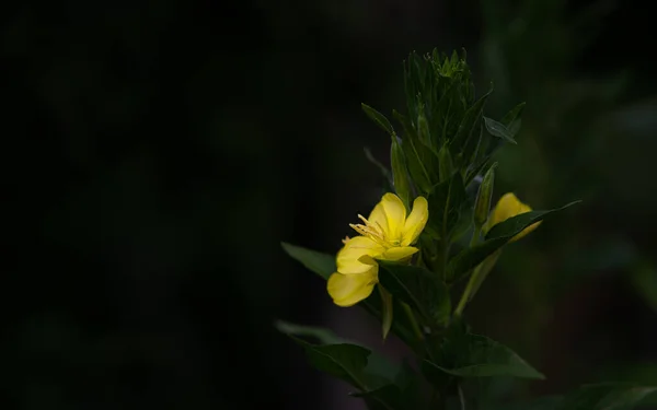 Egy Sárga Este Primrose Virág Sötétben — Stock Fotó