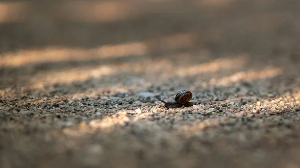 Closeup Shot Snail Sand Shado — Stock Photo, Image