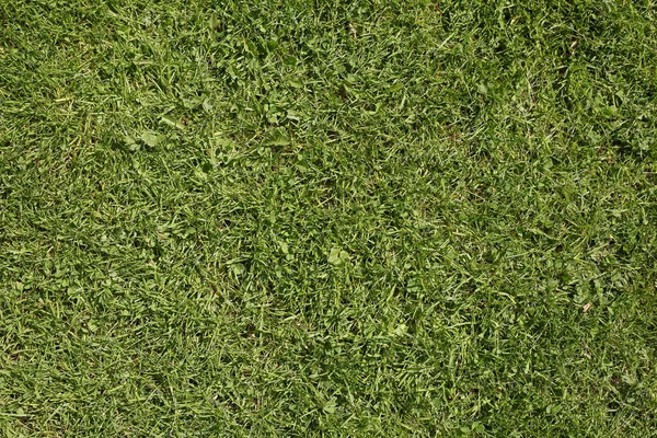 Overhead Shot Growing Green Grass Greenery — Stockfoto