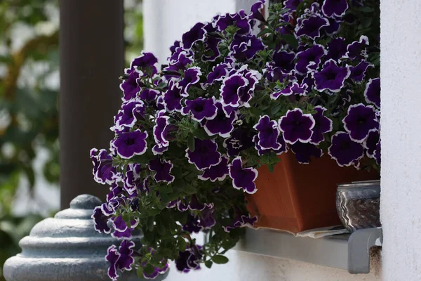 Primer Plano Flores Petunia Púrpura Una Canasta Marrón Primavera —  Fotos de Stock