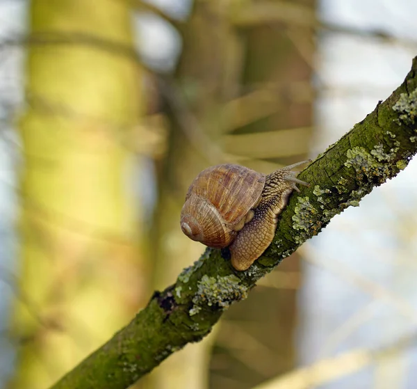 Escargot Sur Une Branche Arbre — Photo