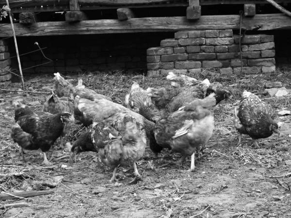 Tiro Escala Grises Grupo Gallinas — Foto de Stock