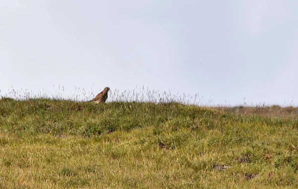 Cernícalo Común Falco Tinnunculus Descansando Tierra Con Hierba —  Fotos de Stock