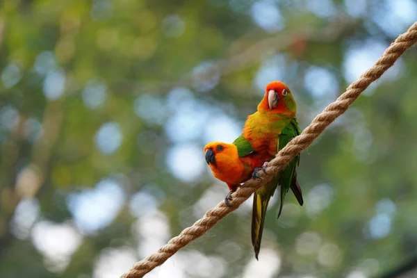 Closeup Shot Two Parrots Perched Rope — Stock Photo, Image