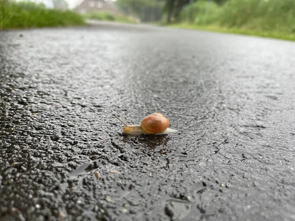 Closeup Snail Crossing Asphalt Road Rural Area — Stock Photo, Image