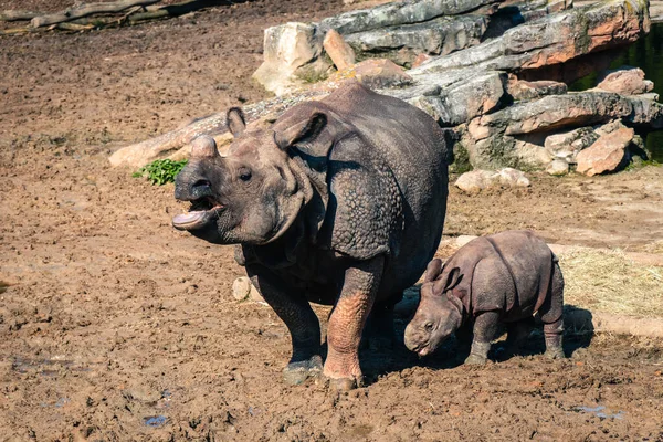 Eine Mutter Und Ein Nashornbaby Zoo — Stockfoto