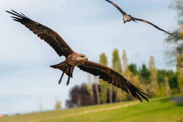 Dos Halcones Volando Sobre Paisaje Verde — Foto de Stock