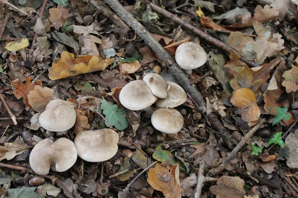 Closeup Shot Mushrooms Surrounded Autumn Leaves Forest — Stock Photo, Image