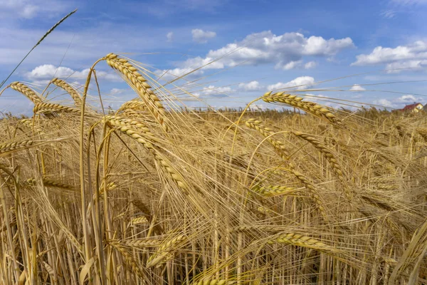 Güzel Bulutlu Bir Gökyüzünün Altında Bir Buğday Tarlası — Stok fotoğraf