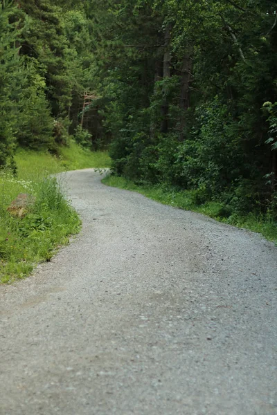 通往乡村森林的一条未铺面的路的风景 — 图库照片