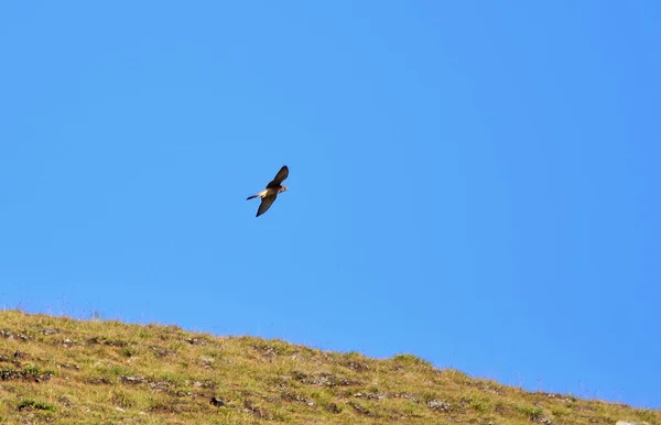 Een Gewone Torenvalk Falco Tinnunculus Vliegend Blauwe Lucht Boven Het — Stockfoto