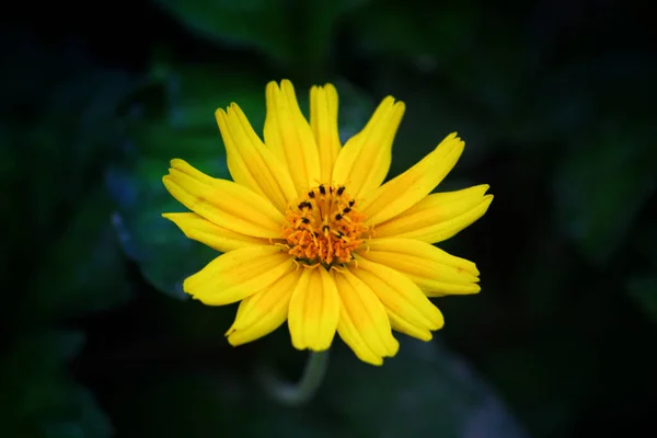 Enfoque Selectivo Una Hermosa Flor Cosmos Amarillo —  Fotos de Stock