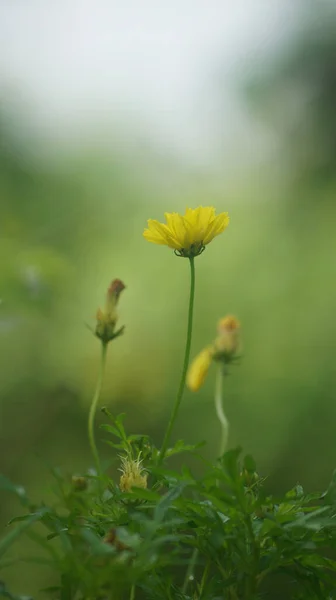 背景がぼやけている美しい黄色のタンポポの花の垂直ショット — ストック写真