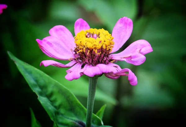 Güzel Pembe Bir Zinnia Çiçeğinin Seçici Odak Noktası — Stok fotoğraf