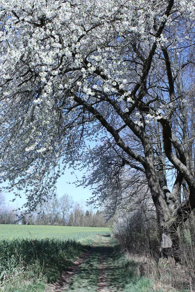 Plan Vertical Bel Arbre Plein Essor Avec Des Fleurs Blanches — Photo