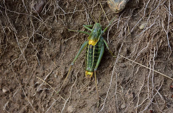 Grilo Arbusto Verde Solo Marrom Raízes — Fotografia de Stock