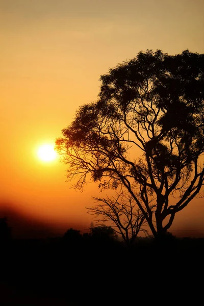 Disparo Vertical Árbol Contra Una Puesta Sol Brillante Escénica —  Fotos de Stock