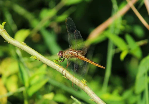 Een Selectieve Focus Shot Van Een Libelle Hoog Een Tak — Stockfoto