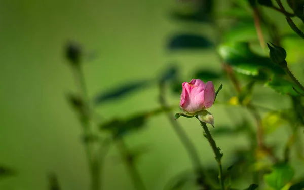 Detailní Záběr Růže Rozmazaným Zeleným Pozadím Stíny — Stock fotografie