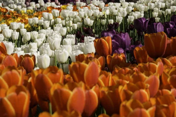 Krásný Květinový Záhon Oranžovými Bílými Purpurovými Tulipány Venkovním Parku Pod — Stock fotografie
