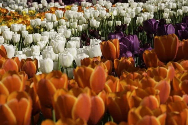 Canteiro Flores Bonito Com Laranja Branco Tulipas Roxas Parque Livre — Fotografia de Stock