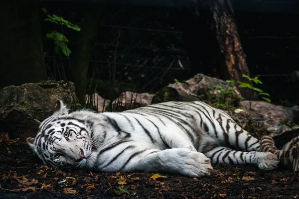 Tigre Dormindo Chão Descansando — Fotografia de Stock